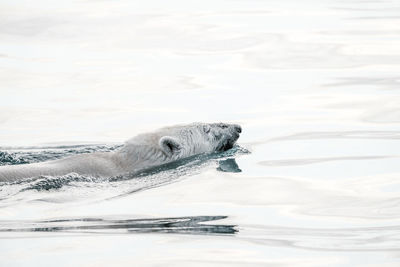 High angle view of polar bear swimming in sea