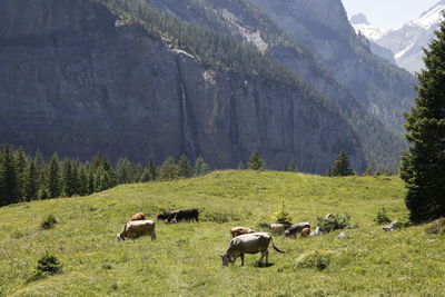 Flock of sheep on grassy field