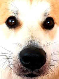 Close-up portrait of dog