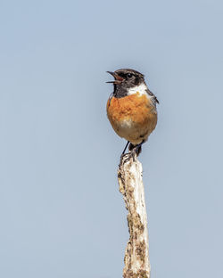 Close-up of bird stonechat perching on wooden post against clear sky