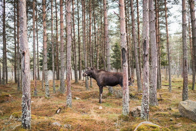 Horses in forest