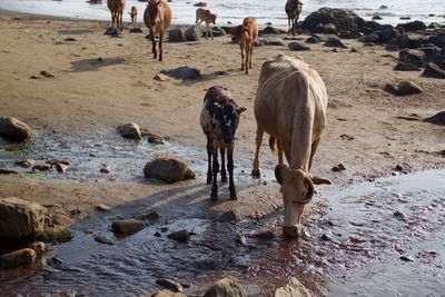 Horses standing at beach