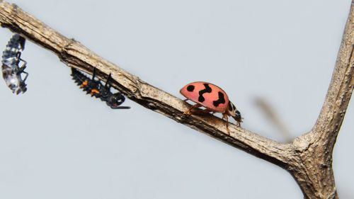 Close-up of ladybug life against a blurred background