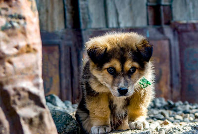 Close-up portrait of dog