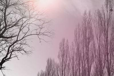 Low angle view of bare trees against clear sky