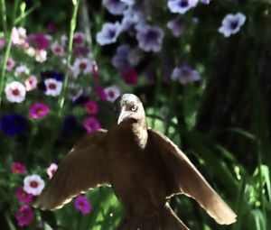 Close-up of bird perching on a plant