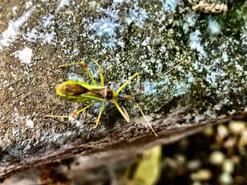 Close-up of insect on tree