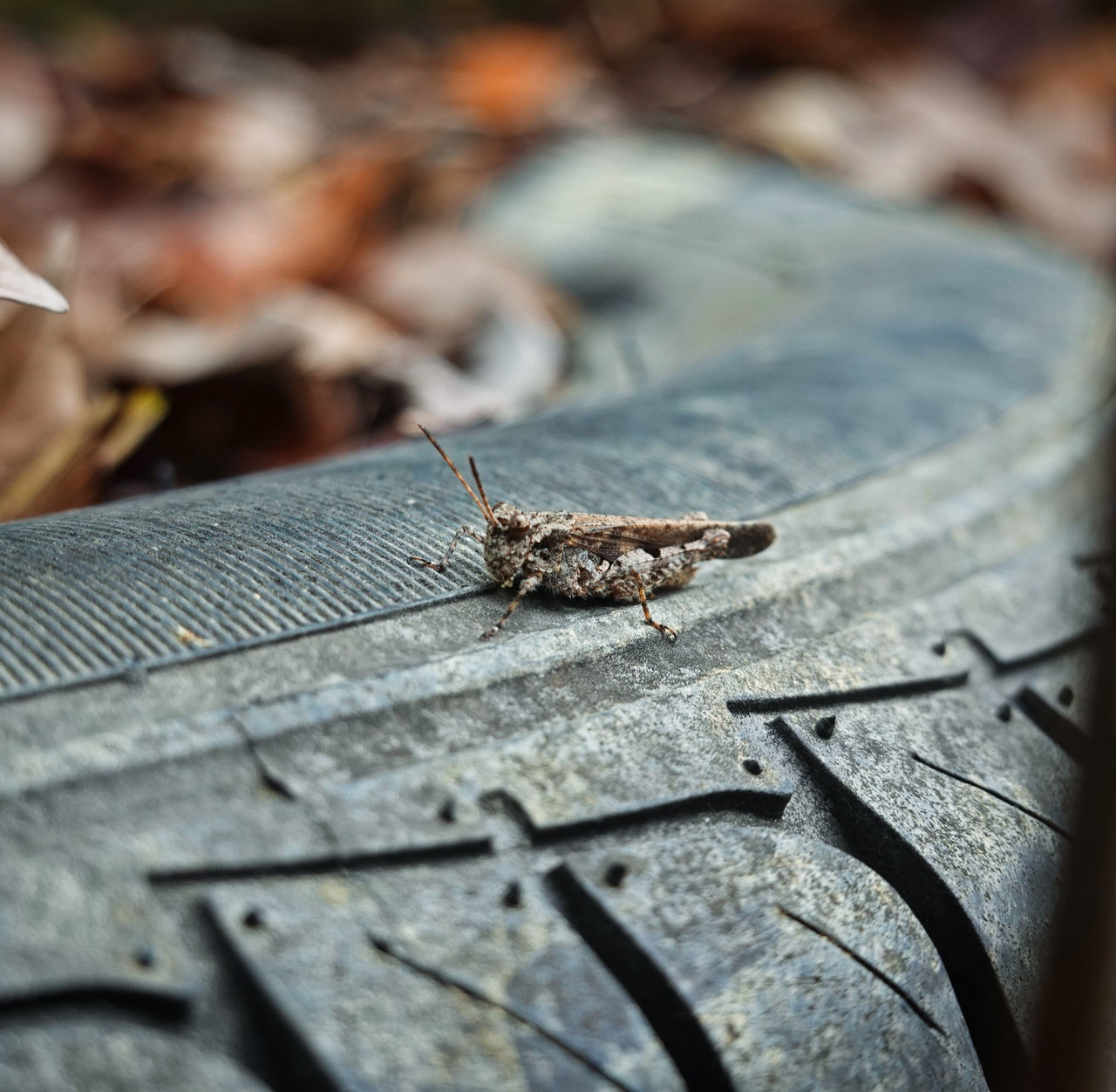 animal wildlife, animal themes, animal, insect, invertebrate, animals in the wild, one animal, selective focus, close-up, no people, day, nature, outdoors, wood - material, animal body part, animal antenna, zoology, plant part, textured, metal