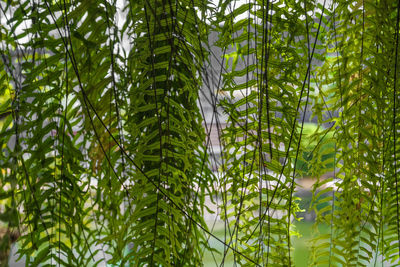 Close-up of bamboo plants in forest