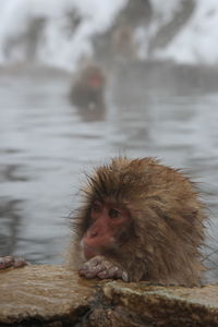 Monkey in a lake