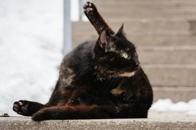 Cat sitting on looking away