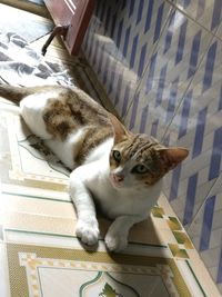 High angle view of cat relaxing at home