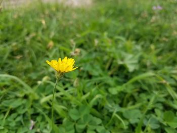 Close-up of yellow flowering plant on field