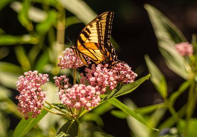 Close-up of butterfly pollinating on pink flower