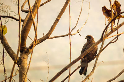 Low angle view of bird perching on tree against sky