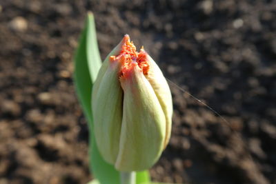 Close-up of rose bud