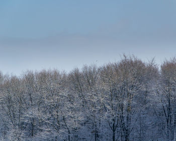 Bare trees on snow covered land against sky