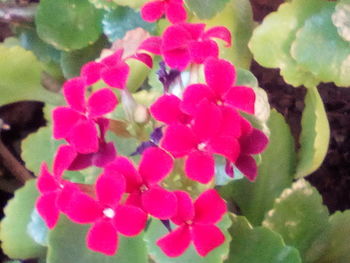 Close-up of pink flowers