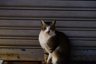 Close-up portrait of cat sitting outdoors