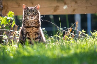 Cat looking away on field