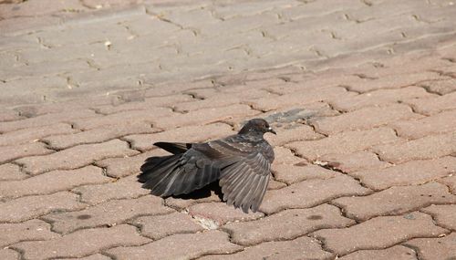 High angle view of bird on land