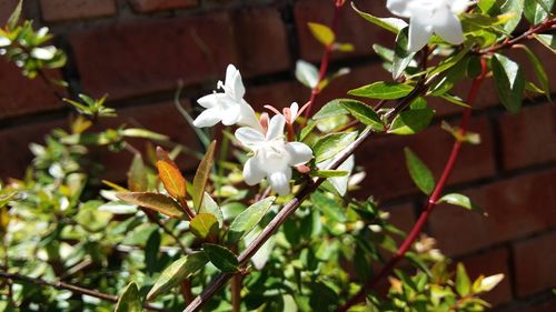 Close-up of white flowers