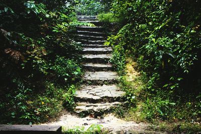 Footpath leading towards trees