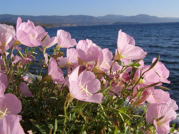 Close-up of flowers