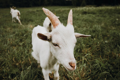 View of a sheep on field