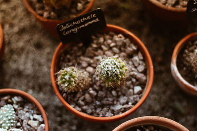 High angle view of succulent plant in pot