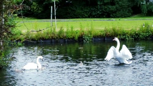 Swans in lake