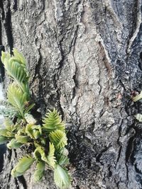 Close-up of lichen on tree trunk