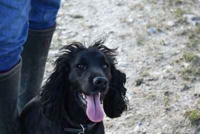 Portrait of dog standing outdoors