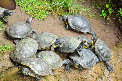 High angle view of turtle in water