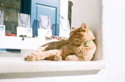 Cat sleeping on wall