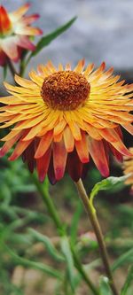 Close-up of yellow flowering plant