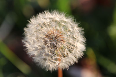 Close-up of flower growing on plant