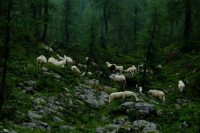 Sheep in a forest