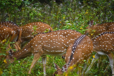 View of deer in forest