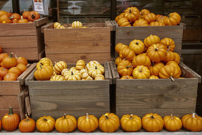 Mini orange and yellow pumpkins on a wooden table at a farmers market in fall. woodstock, vermont.