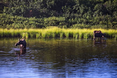People on lake against trees