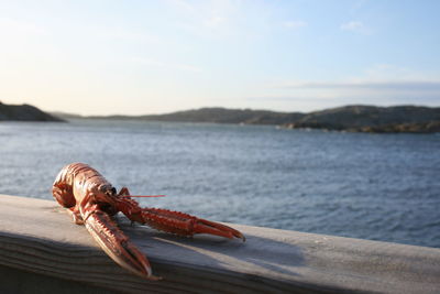 Close-up of lobster by sea against sky