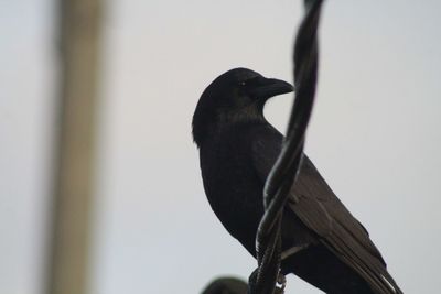 Low angle view of bird perching on a tree