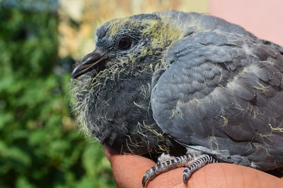 Close-up of bird perching on hand