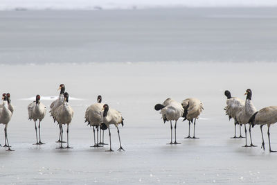 Black-necked cranes on frozen lakeshore