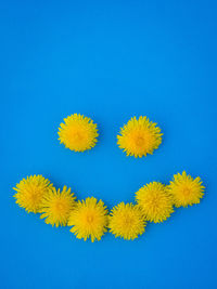 Close-up of yellow flowers against blue background