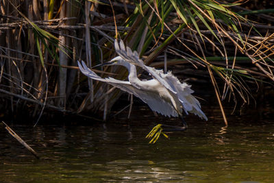 View of bird flying over lake
