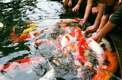 High angle view of people with koi carps swimming in pond