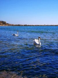 View of duck swimming in lake against sky