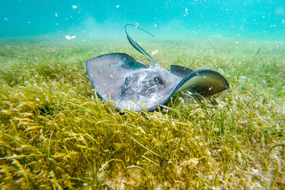 View of stingray underwater